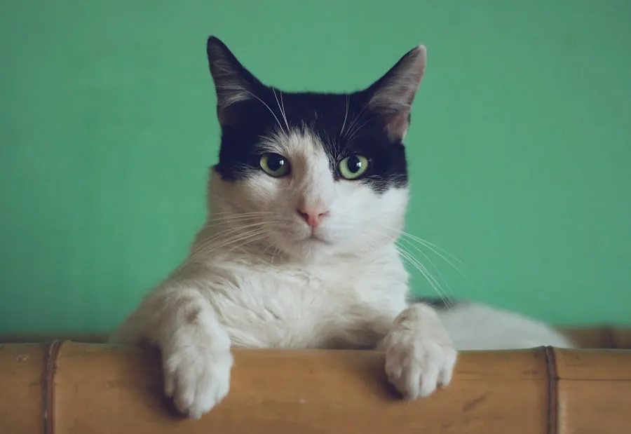 Cats coverage