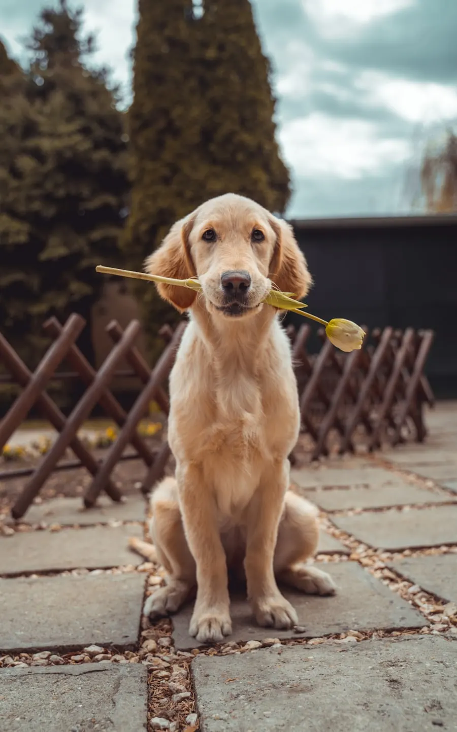 Dogs coverage