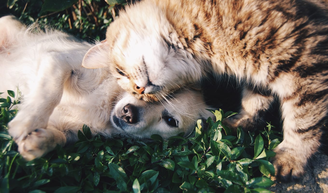 A dog and cat resting together in a bright home