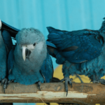 The Tragic Extinction of the Spix’s Macaw in the Wild: What Led to Its Disappearance?