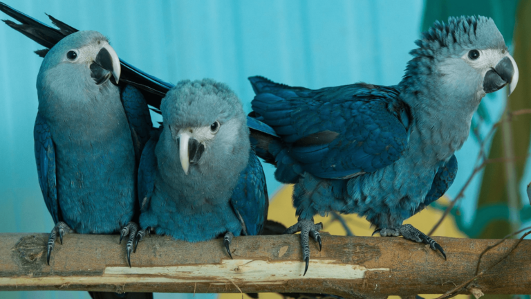 The Tragic Extinction of the Spix’s Macaw in the Wild: What Led to Its Disappearance?