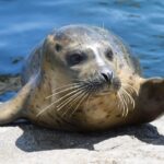 Discover the World of Seals: Fascinating Facts About These Marine Mammals