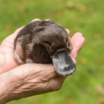 Fascinating Facts About the Platypus: Nature’s Most Unique Animal