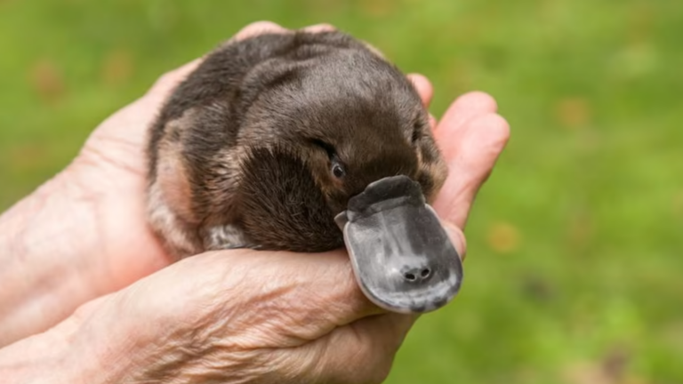 Fascinating Facts About the Platypus: Nature’s Most Unique Animal