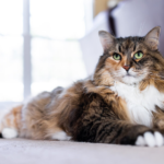 10 Fascinating Facts About Cats You Might Not Know!