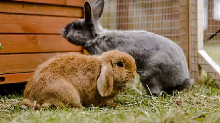 The Secret Life of Rabbits: Fascinating Facts You Probably Didn’t Know!