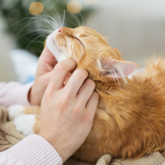 What Happens When You Massage Your Cat?