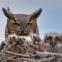 Learn about the Great Horned Owl