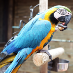 Are Parrots the Smartest Animals in the World? And Their Stunning Beauty