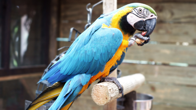 Are Parrots the Smartest Animals in the World? And Their Stunning Beauty