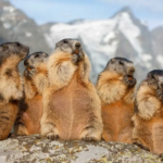 Interesting Facts You May Not Know About Himalayan Squirrels