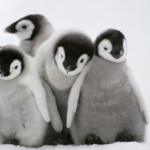 Things You Didn’t Know About Baby Penguins