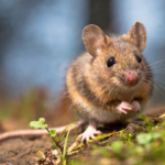 Fascinating Facts About Mice: Nature’s Tiny Marvels