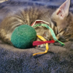 Things Your Beloved Cat Loves to Do