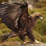 Fascinating Facts About Eagles: Kings of the Sky