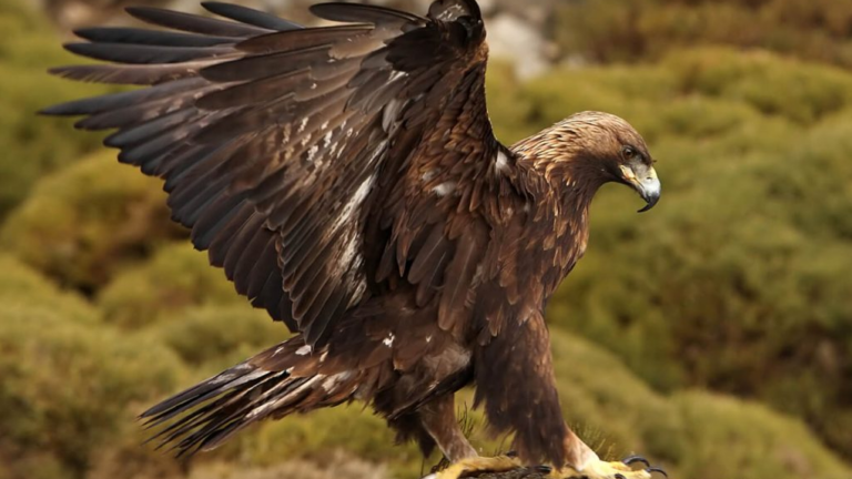 Fascinating Facts About Eagles: Kings of the Sky