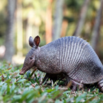 12 Fascinating Facts About Armadillos You Probably Didn’t Know