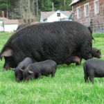 The Adorable World of Piglets: Why We Can’t Resist These Little Oinkers