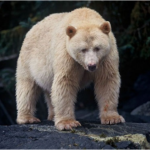 Interesting facts about bears that few people know