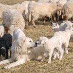 The Unique Relationship Between Dogs and Sheep: Guardians, Herders, and Companions