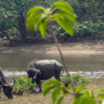 Research shows that water buffalo are very affectionate