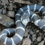 Animals with anti-venom
