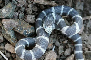 Animals with anti-venom