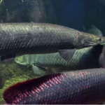 Close-up of the “Largest Freshwater Monster on the Planet” in the Amazon