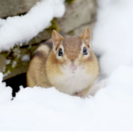 Unique techniques that help animals survive the winter