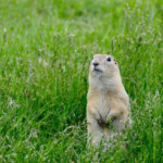 Scientists Discover the First Mice That Knew How to Grow Food