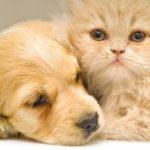 Dogs and Cats Can Get Along