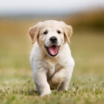 When Are Puppies Cutest?