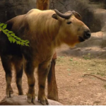 Tauren: A creature with the body of a gaur, looks gentle but is more ferocious than a tiger or leopard