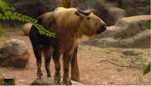 Tauren: A creature with the body of a gaur, looks gentle but is more ferocious than a tiger or leopard
