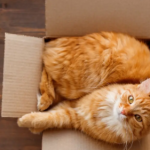 Are Orange Cats as Bad as They Say?