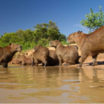 Capybara: The World’s Largest Living Rodent