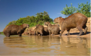 Capybara: The World’s Largest Living Rodent
