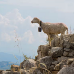 Goats and dogs help predict volcanoes and earthquakes