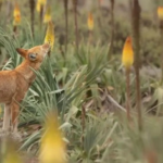 Ethiopian Wolves Love Nectar