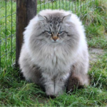 Top 10 Biggest Domestic Cat Breeds Worldwide