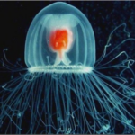 10 Longest-Lived Animals on the Planet