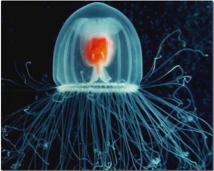 10 Longest-Lived Animals on the Planet