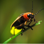 Why Do Fireflies Glow?