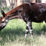 Congo’s National Symbol Is About to Become Extinct