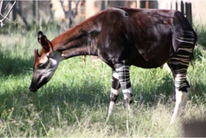 Congo’s National Symbol Is About to Become Extinct