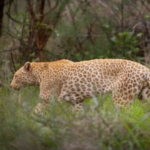 First Time Discovering Pink Leopards