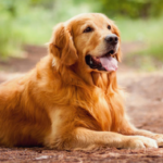 Do Dogs Know When People Lie?