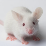 Onco Mouse and the Copyright War: A Genetic Revolution in Science
