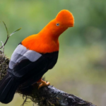The Beauty of the Bird Chosen as the National Bird of Peru