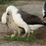 The World’s Oldest Albatross Lays Eggs at the Age of 74: A Remarkable Milestone in the Life of Wisdom